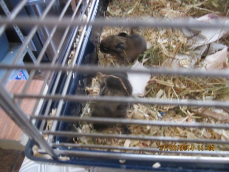 Pui Degu de 8 ore