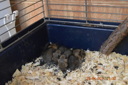 Pui Degu la 1 saptamana