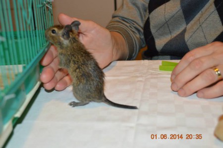 Pui Degu nascut fara mana