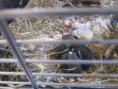/album/pui-de-veverita/img-7436-jpg/